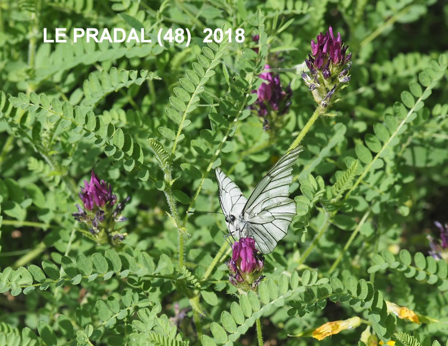 Milk-vetch, Purple